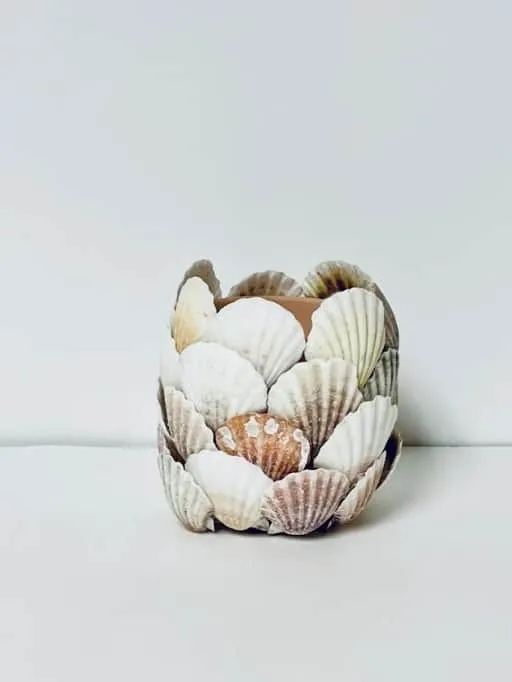 seashells